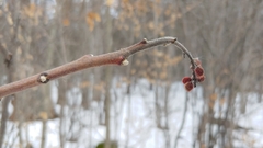 Rhus × borealis