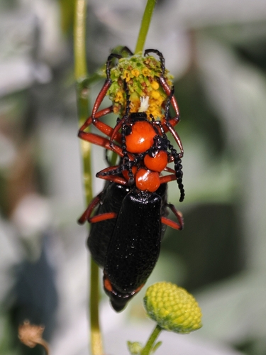 Master Blister Beetle photo 6