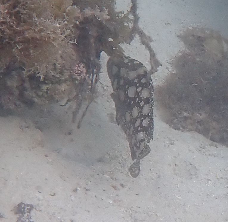 Edgeblack grouper (Epinephelus summana) — Serranidae
