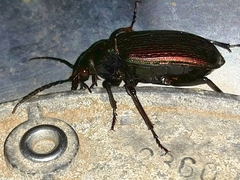 Calosoma alternans