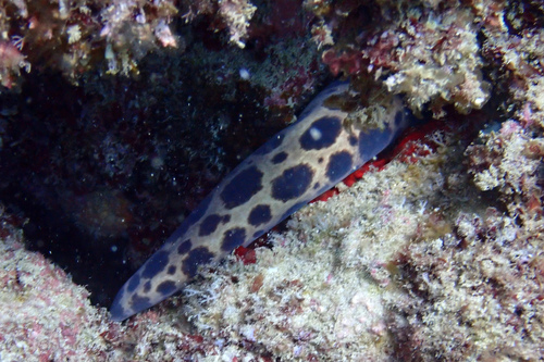 Scuticaria tigrina, 2026-03-06
