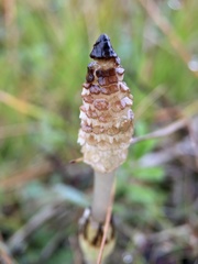 Equisetum arvense