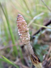 Equisetum arvense