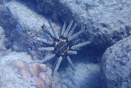 Chondrocidaris gigantea observed 2026-03-06