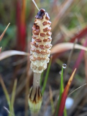 Equisetum arvense