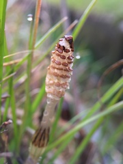 Equisetum arvense