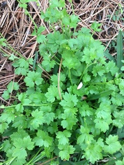 Ranunculus platensis
