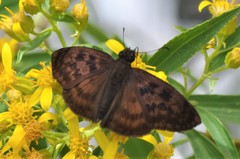 Anastrus sempiternus sempiternus