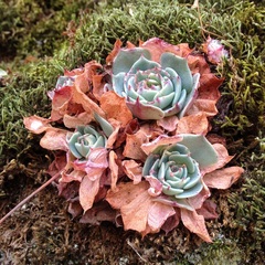 Echeveria secunda