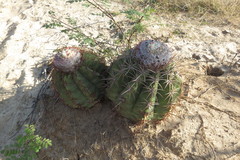 Melocactus curvispinus