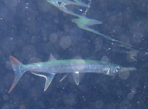 Red Sea houndfish (Tylosurus choram) — Belonidae — 3