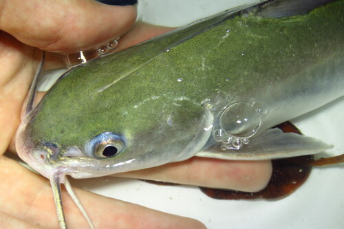 Hardhead Catfish, Madeira Beach, FL, USA, photo 8 of 10