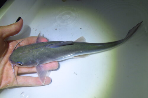 Hardhead sea catfish (Ariopsis felis) — Ariidae