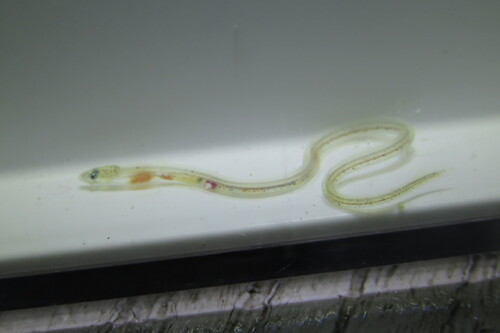 Speckled worm eel (Myrophis punctatus) — Ophichthidae — 4