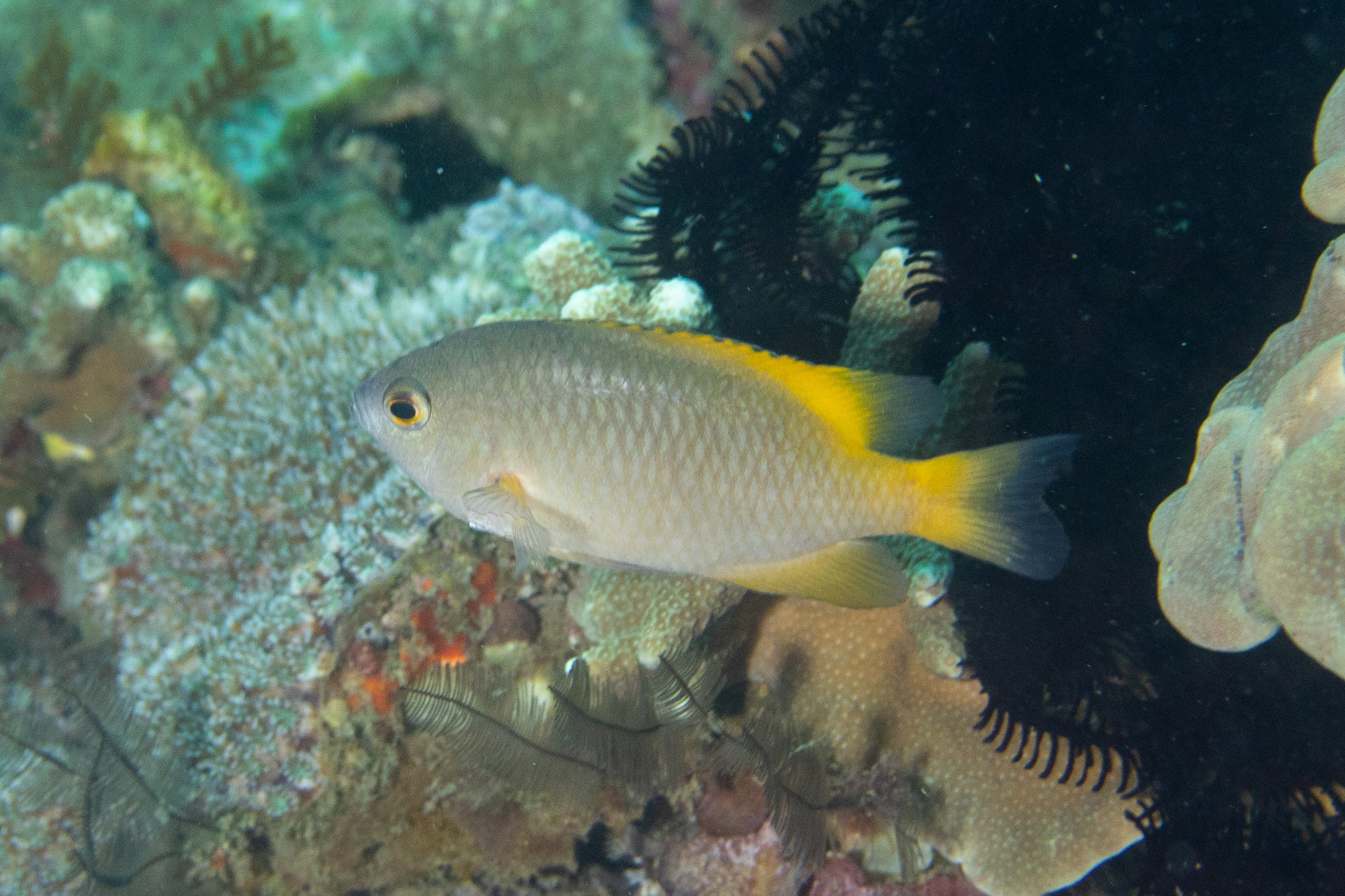 Scaly Damsel photo 8