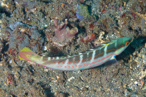 Pale-barred coris (Coris dorsomacula) — Labridae