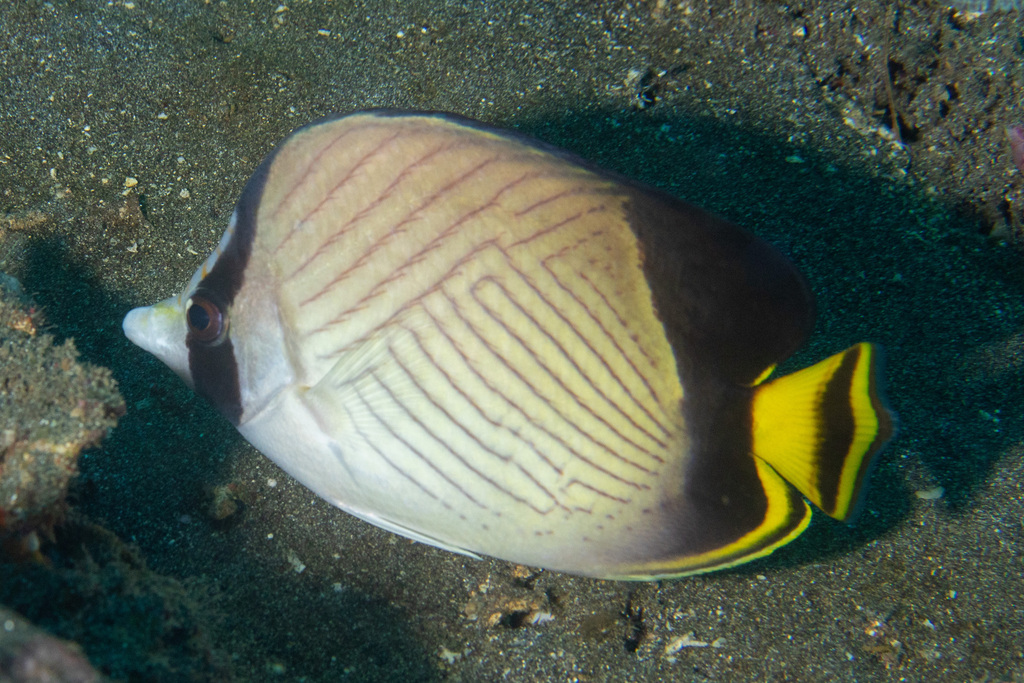 Black-finned Vagabond (Chaetodon decussatus)