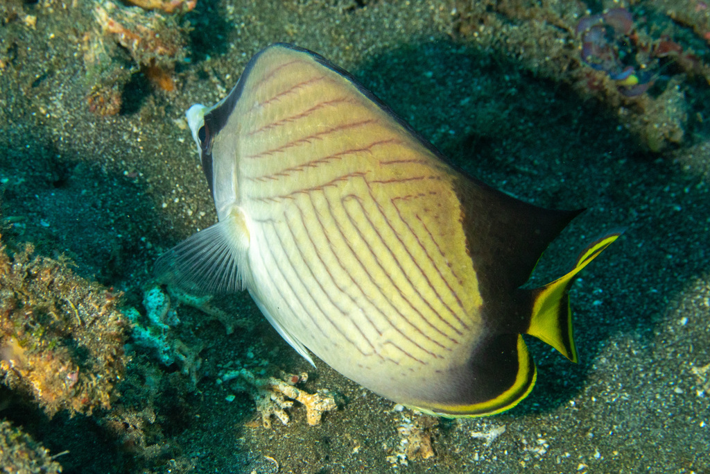 Black-finned Butterflyfish (Chaetodon decussatus)