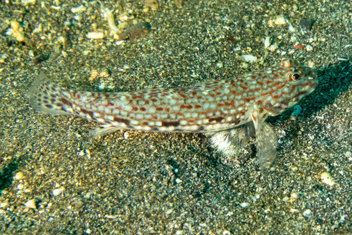 Decorated goby (Istigobius decoratus) — Gobiidae