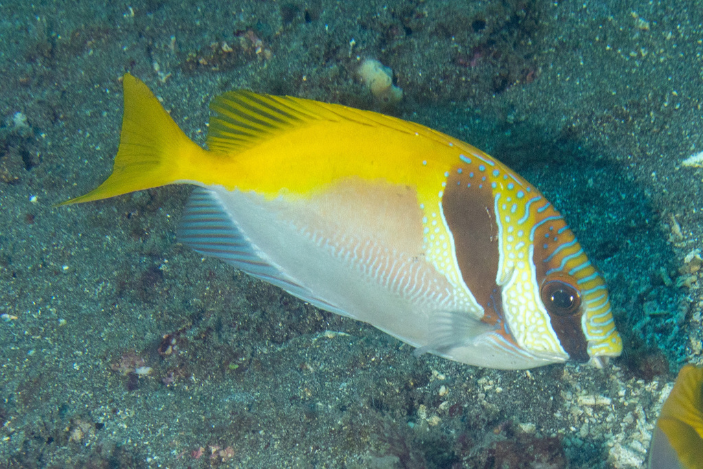 Barhead spinefoot (Siganus virgatus)