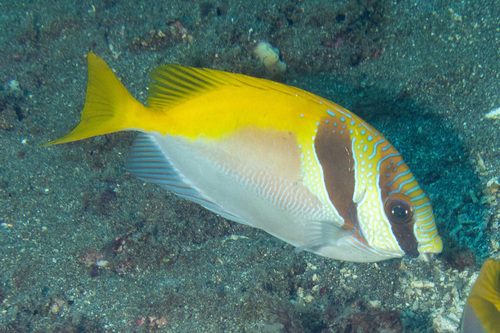 Barhead spinefoot (Siganus virgatus) — Siganidae — 2