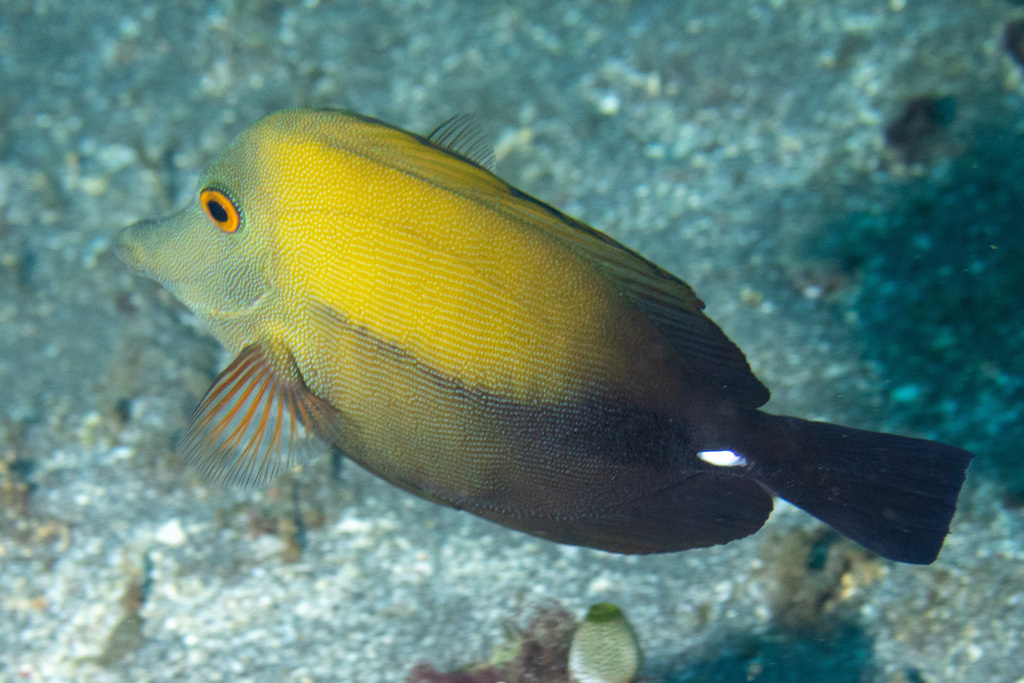 Blue-lined Tang (Zebrasoma scopas)