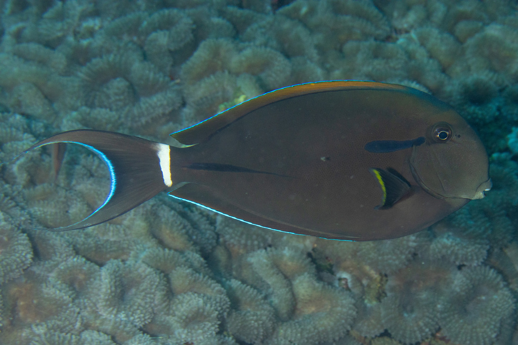Epauletdoktersvis (Acanthurus nigricauda) — Acanthuridae