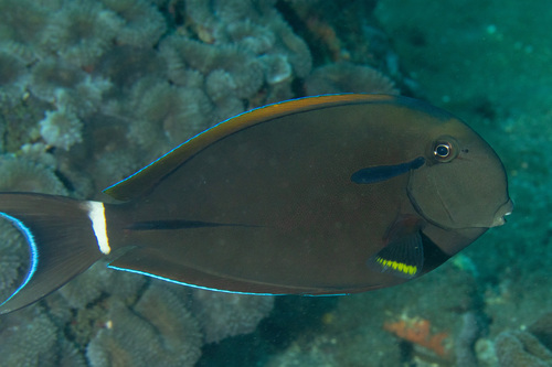 Eyeline Surgeonfish — seen at this dive site
