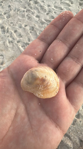 Crepidula fornicata