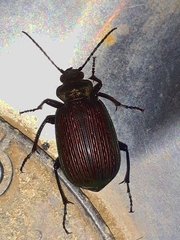 Calosoma alternans