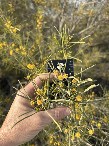 golden wreath wattle