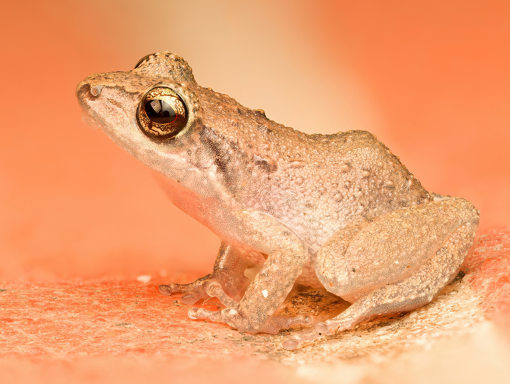 Johnstone's Frog