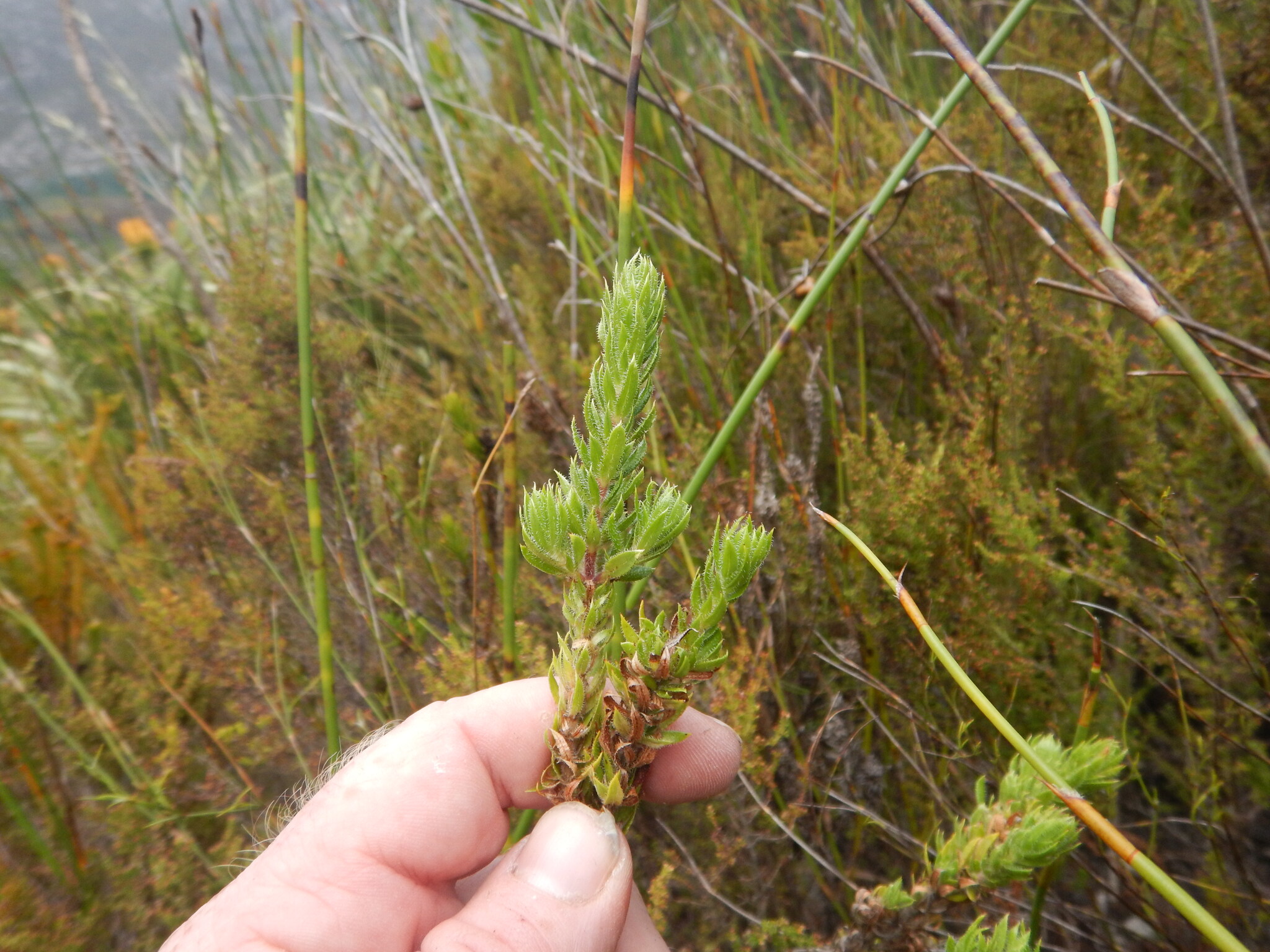 Anthospermum bergianum
