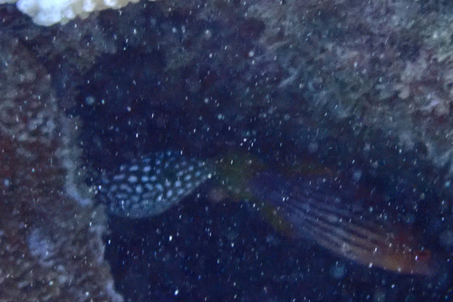 Pseudocheilinus octotaenia, 2026-03-06