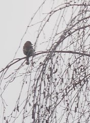 Fringilla coelebs coelebs