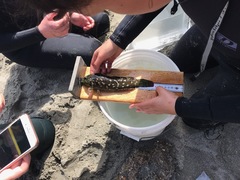 Hexagrammos lagocephalus