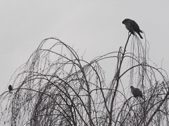 Fringilla coelebs coelebs