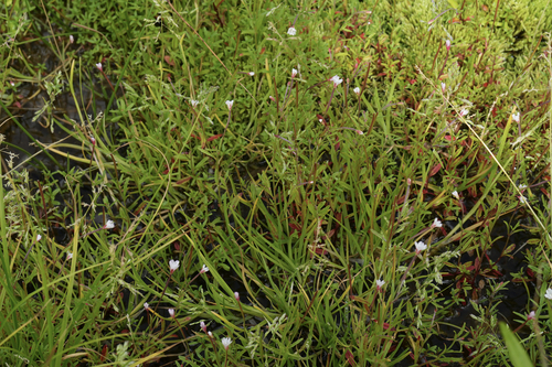 Epilobium fauriei iNat (1)