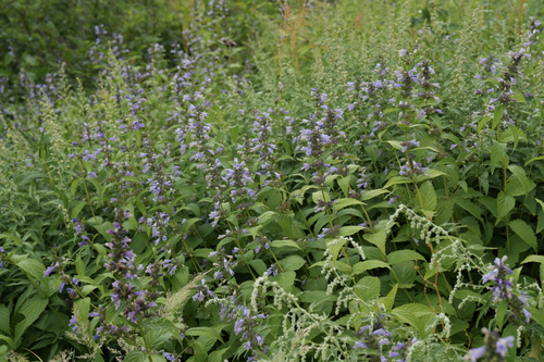 Nepeta subsessilis observed 2025-08-04