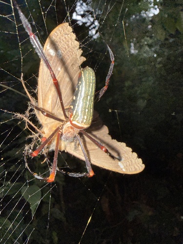 Nephila constricta