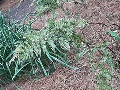 Dryopteris erythrosora