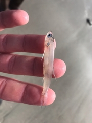 Night Smelt photo 2