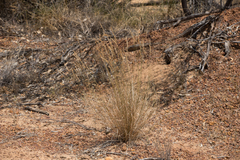 Amphipogon sericeus