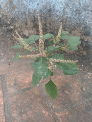 Amaranthus