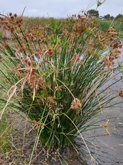 Cyperus vaginatus