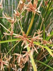 Cyperus vaginatus