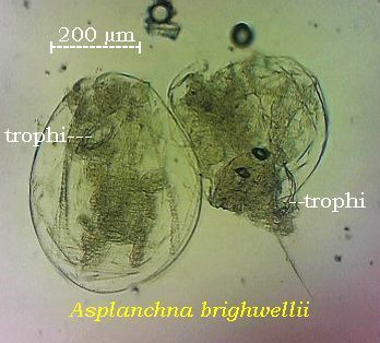 Asplanchna brightwellii