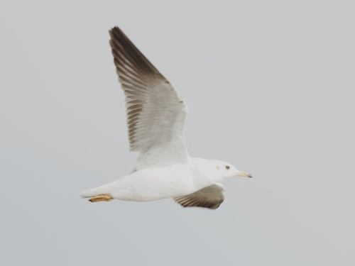 Brown-headed Gull