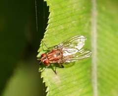 Helinomydaea fuscoflava