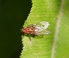 Helinomydaea fuscoflava